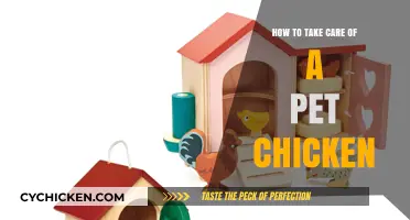 Caring for Your Pet Chicken: Essential Tips for Happy, Healthy Hens