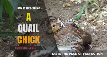 Caring for Quail Chicks: Essential Tips for Healthy Growth