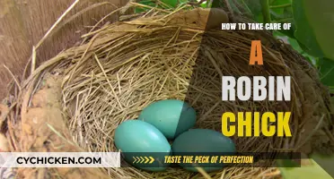 Caring for Robin Chicks: Essential Tips for Their Survival and Growth