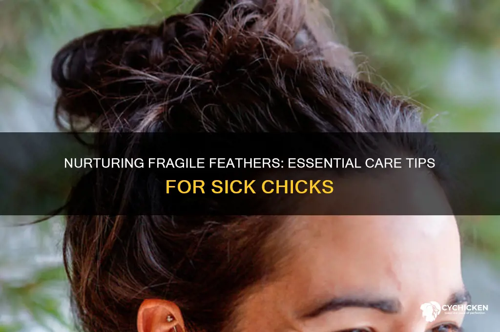how to take care of a sick chick