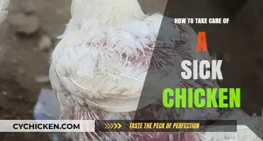 Caring for Your Sick Chicken: Essential Tips for Recovery and Health