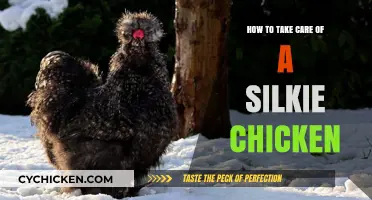 Caring for Silkie Chickens: Essential Tips for Happy, Healthy Birds