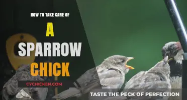 Caring for Sparrow Chicks: Essential Tips for Their Survival and Growth
