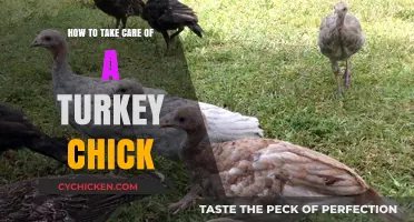Caring for Turkey Chicks: Essential Tips for Healthy Growth