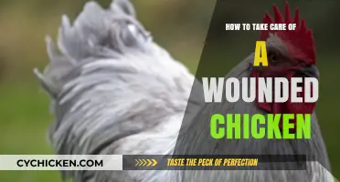 Healing Your Hen: Essential Tips for Caring for Wounded Chickens