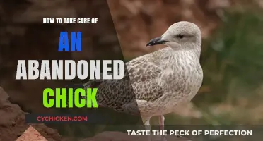 Caring for Abandoned Chicks: A Step-by-Step Guide to Rescue and Nurture