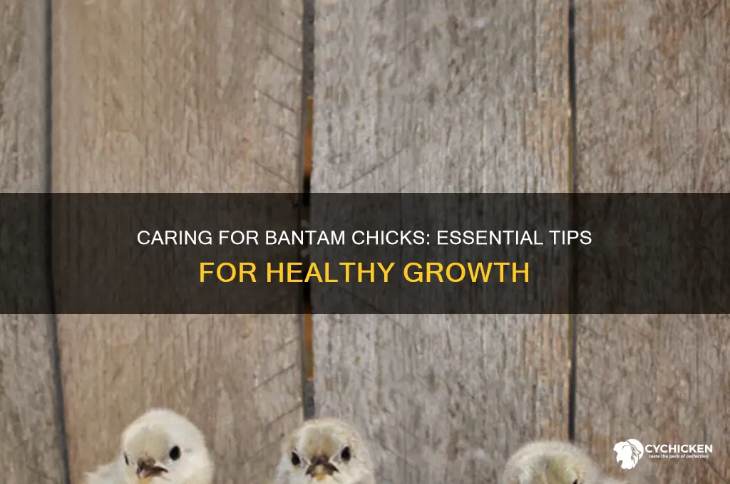 how to take care of bantam chicks