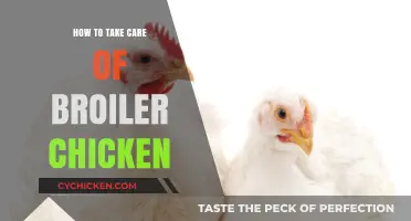 Essential Tips for Raising Healthy and Productive Broiler Chickens