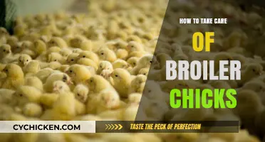 Essential Tips for Raising Healthy and Productive Broiler Chicks