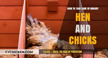 Caring for a Broody Hen and Her Chicks