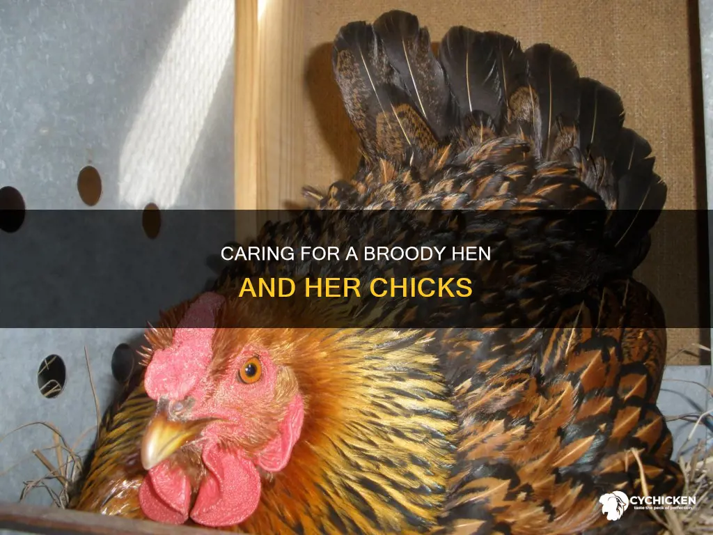 how to take care of broody hen and chicks