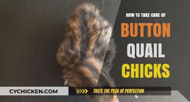 Caring for Button Quail Chicks: Essential Tips for Healthy Growth