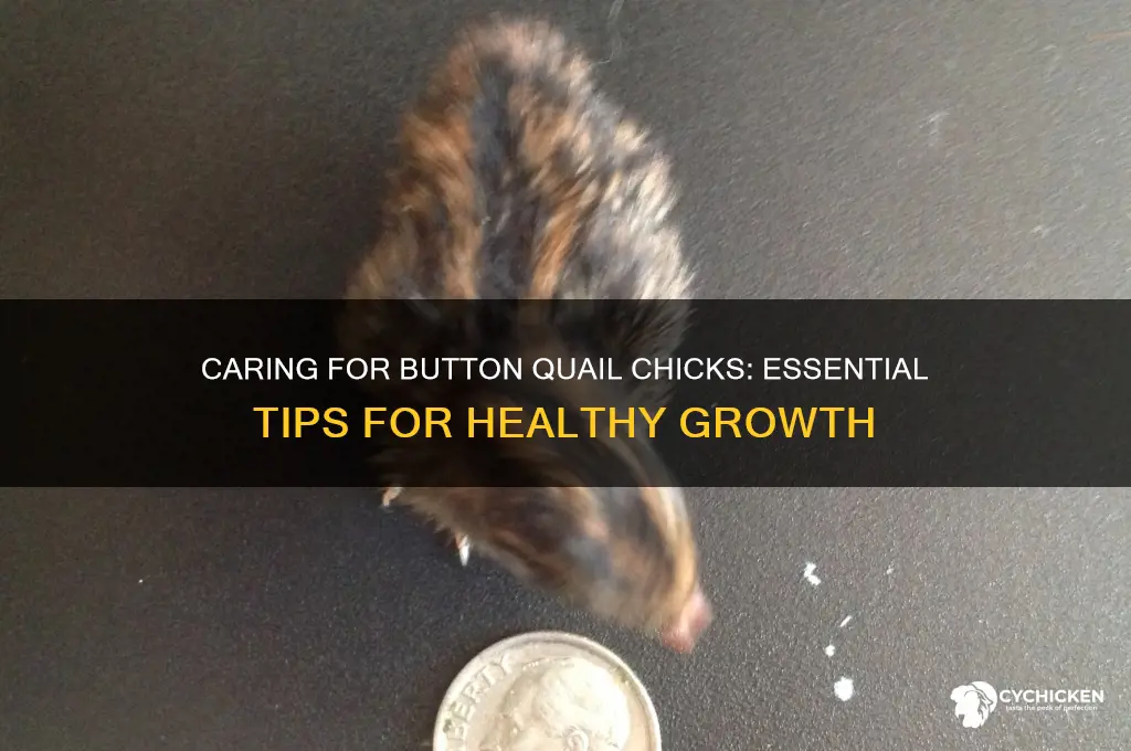how to take care of button quail chicks