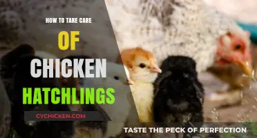 Caring for Chicken Hatchlings: Essential Tips for Healthy Growth