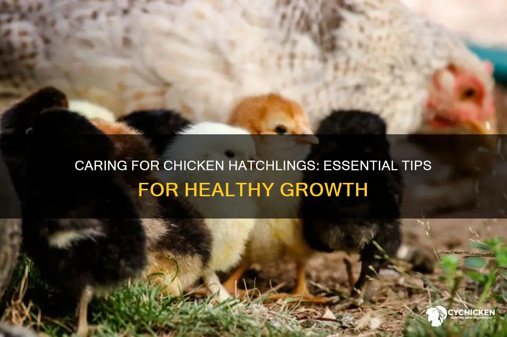 how to take care of chicken hatchlings
