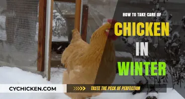 Winter Chicken Care: Essential Tips for Healthy, Happy Flocks