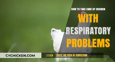 Caring for Chickens with Respiratory Problems