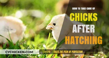 Caring for Chicks Post-Hatch: Essential Tips for Healthy Growth