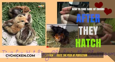 Caring for Newly Hatched Chicks: A Guide