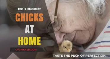 Caring for Chicks at Home: Essential Tips for Healthy Growth