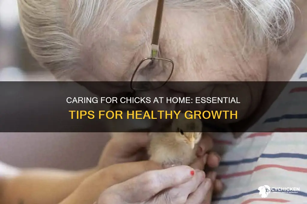 how to take care of chicks at home
