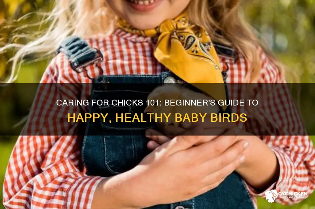 how to take care of chicks for beginners