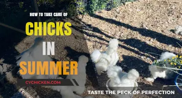 Summer Chick Care: Essential Tips for Healthy, Happy Chicks