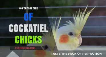 Caring for Cockatiel Chicks: Essential Tips for Healthy Growth