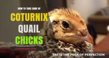 Essential Tips for Raising Healthy Coturnix Quail Chicks at Home