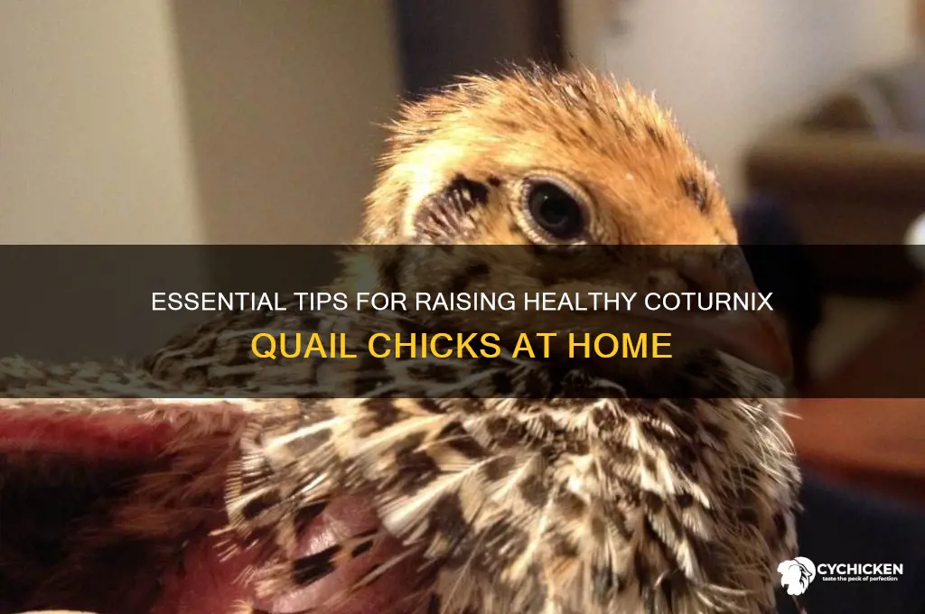 how to take care of coturnix quail chicks