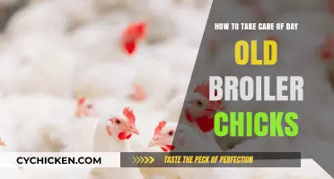 Broiler Chicks: Essential Day-Old Care Tips