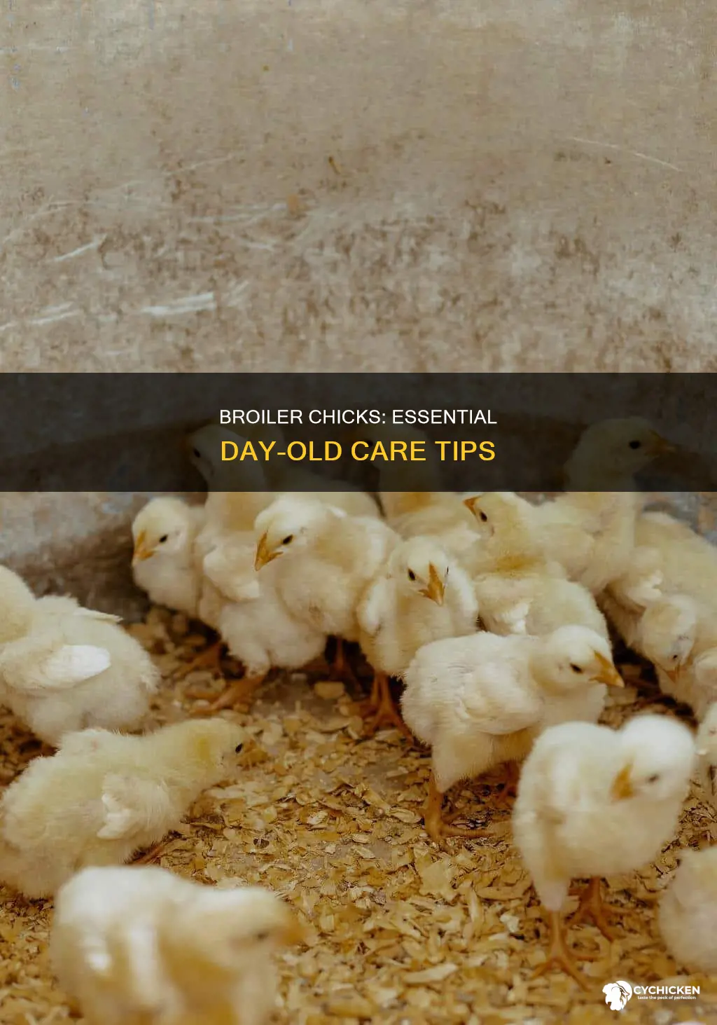 how to take care of day old broiler chicks