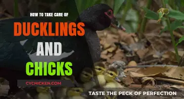 Caring for Ducklings and Chicks: Essential Tips for Healthy Growth