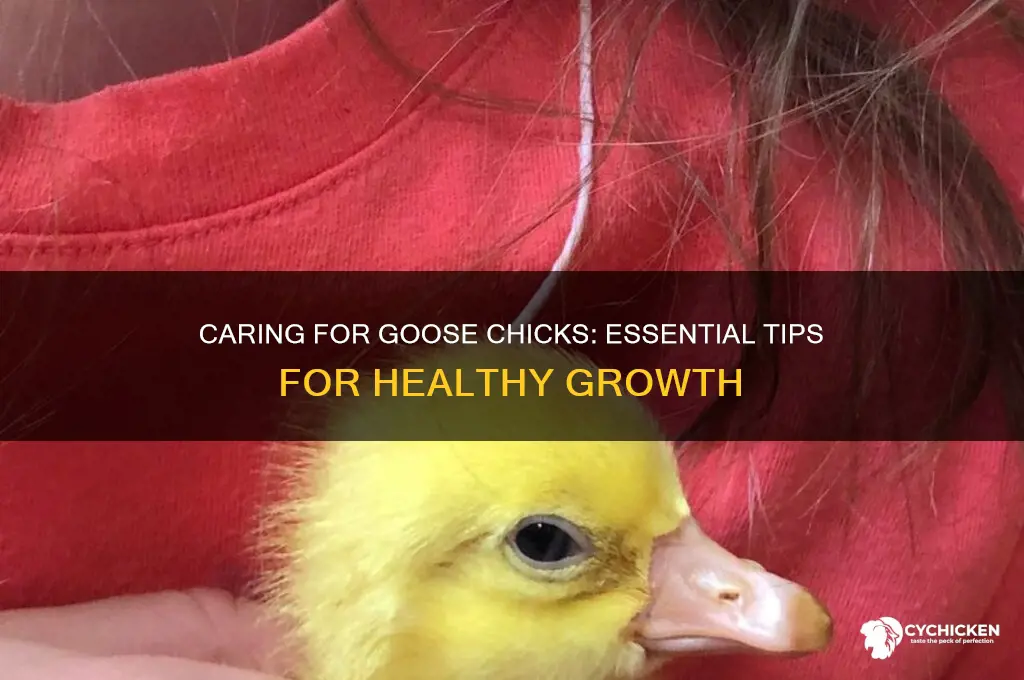 how to take care of goose chicks
