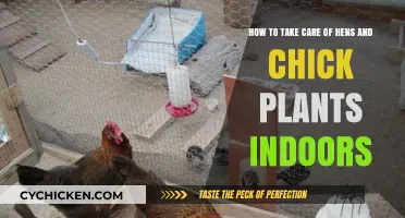 The Ultimate Guide to Nurturing Hens and Chicks Indoors