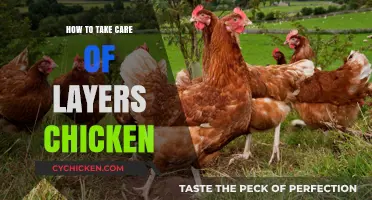 Caring for Layers: Essential Tips for Healthy, Happy Egg-Laying Chickens