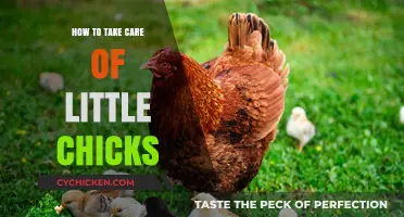 Caring for Little Chicks: Essential Tips for Healthy Growth