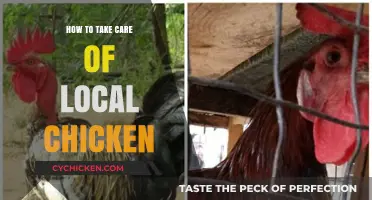 Caring for Local Chickens: Essential Tips for Healthy, Happy Flocks
