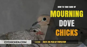 Caring for Mourning Dove Chicks: Essential Tips for Their Survival