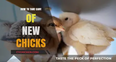 Essential Tips for Raising Healthy and Happy Baby Chicks at Home