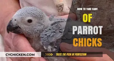 Nurturing Parrot Chicks: Essential Care Tips for Healthy Growth