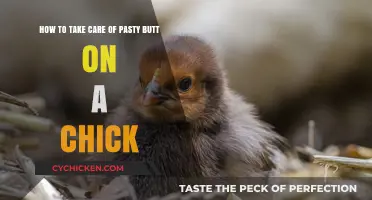 Treating Pasty Butt in Chicks: A Quick Guide