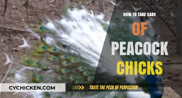 Caring for Peacock Chicks: Essential Tips for Healthy Growth