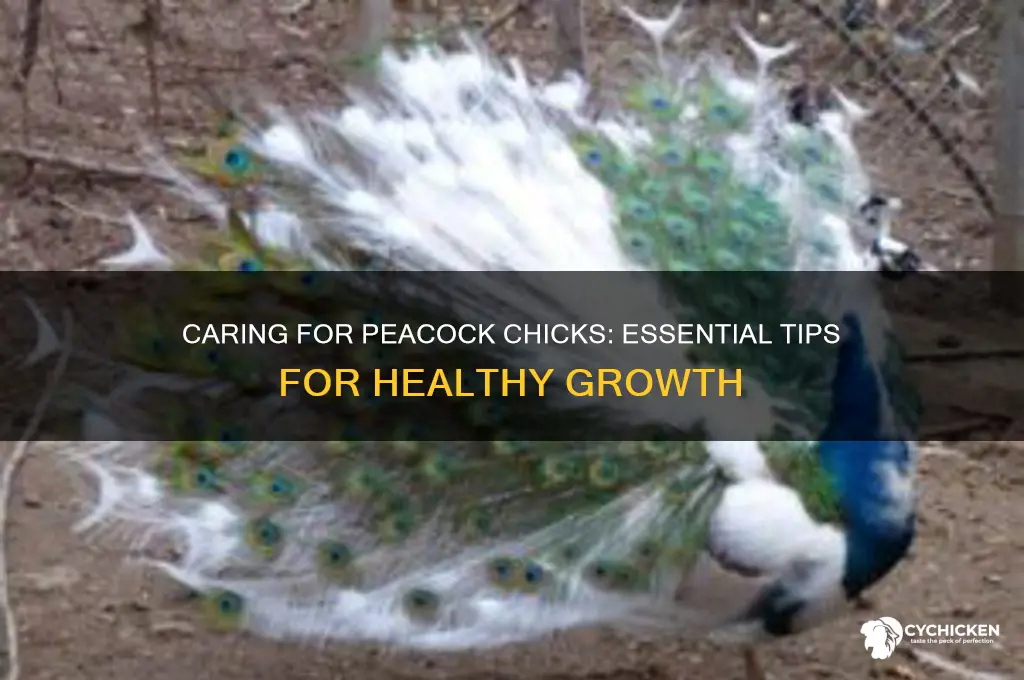 how to take care of peacock chicks