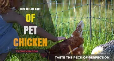 Caring for Your Pet Chicken: Essential Tips for Happy, Healthy Birds