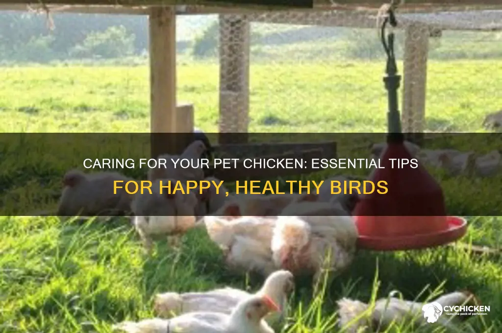 how to take care of pet chicken
