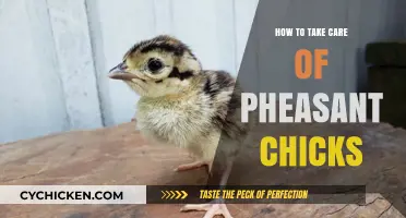 Caring for Pheasant Chicks: Essential Tips for Healthy Growth