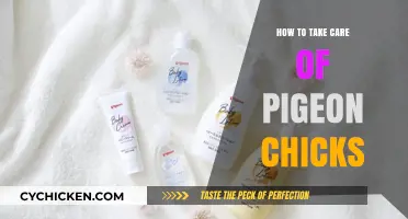 Caring for Pigeon Chicks: Essential Tips for Healthy Growth