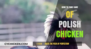 Caring for Polish Chickens: Essential Tips for Healthy, Happy Birds