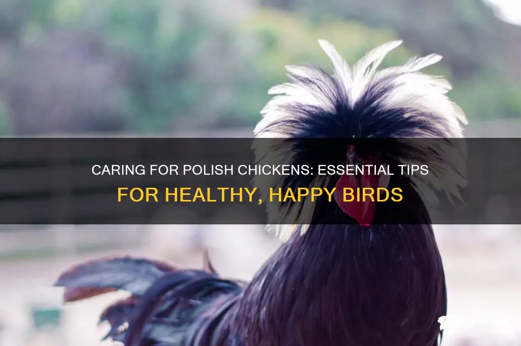 how to take care of polish chicken